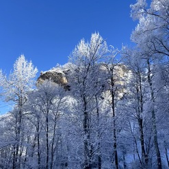 Winterszene mit schneebedeckten Bäumen und klarem blauen Himmel, im Hintergrund ein steiler Felsen.
