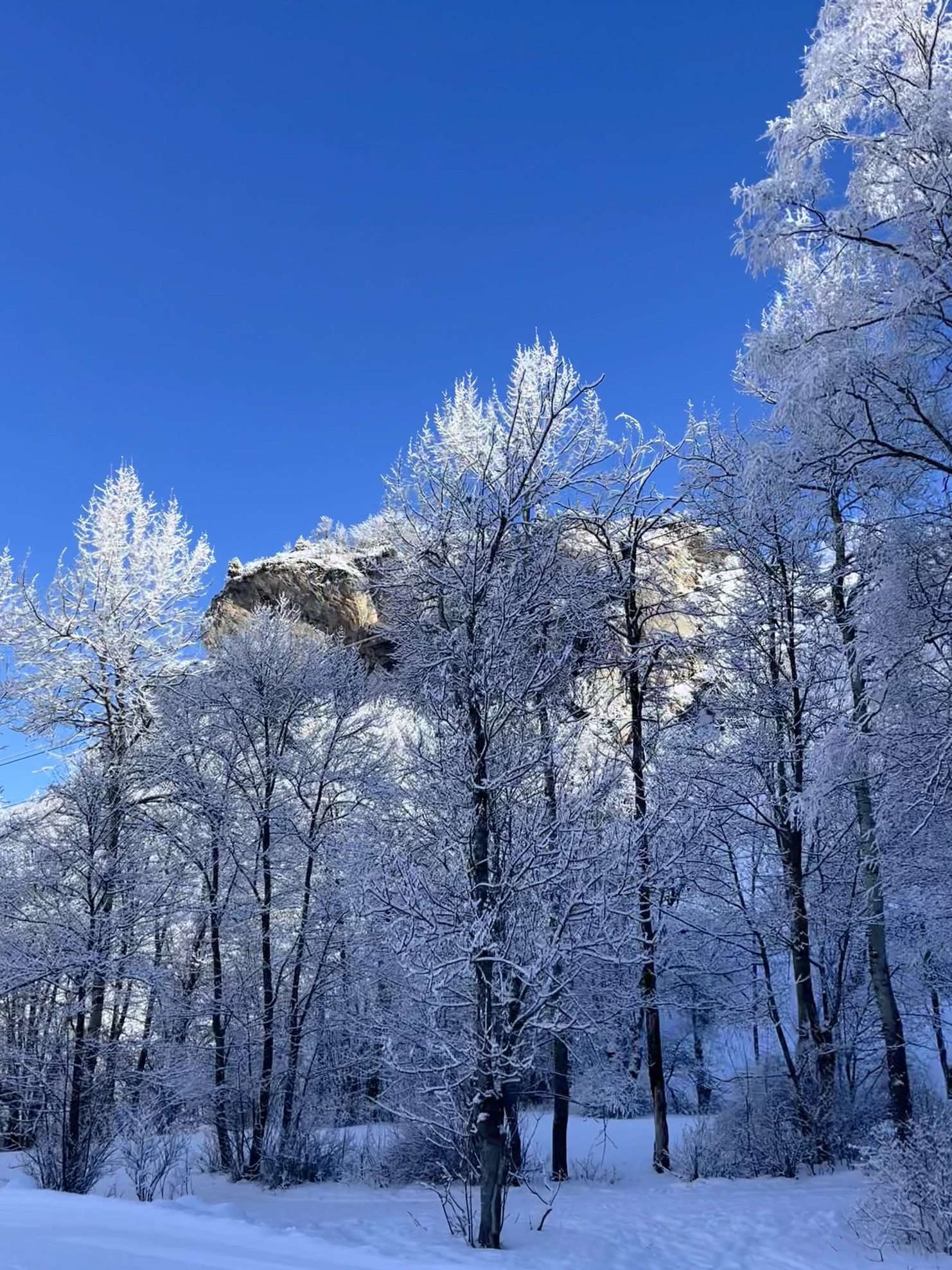 Winterszene mit schneebedeckten Bäumen und klarem blauen Himmel, im Hintergrund ein steiler Felsen.