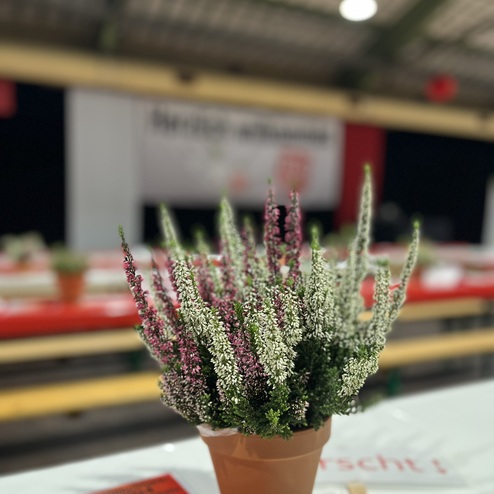 Topf mit bunten Heidepflanzen auf einem Tisch, im Hintergrund eine festlich dekorierte Veranstaltung.