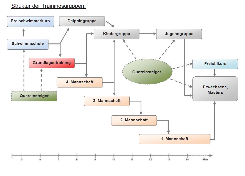 Diagramm zur Struktur der Trainingsgruppen im Schwimmsport mit verschiedenen Kursen und Mannschaften.