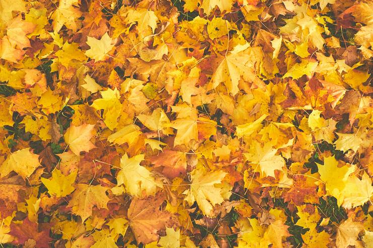 Bunte Laubdecke aus gelben und orangen Ahornblättern auf dem Boden im Herbst.